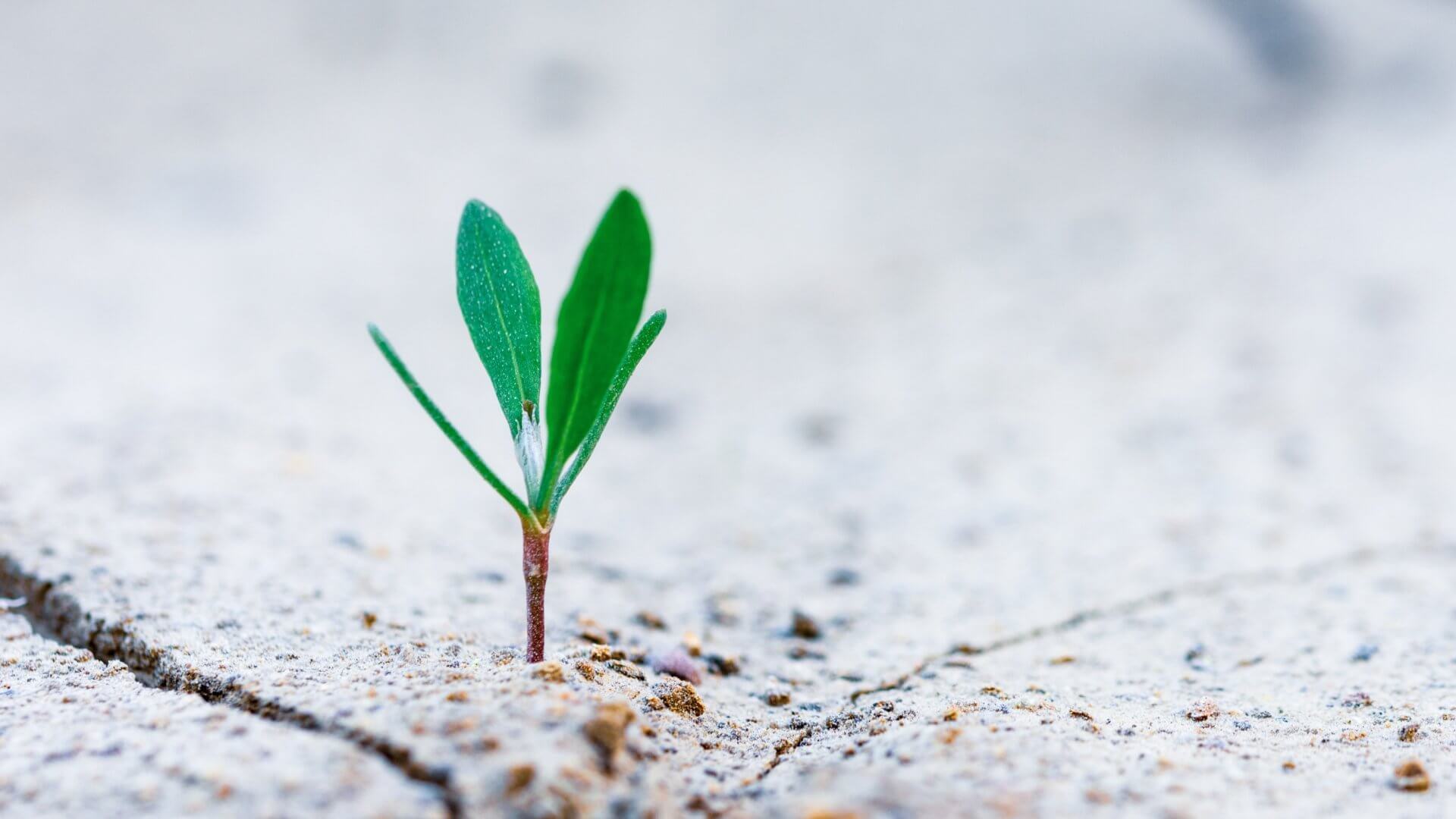 The role of an Agile mindset in times of turbulence